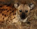 Hyena, Africa, AMCD01_038