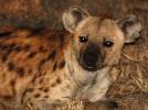 Hyena, Africa, AMCD01_039