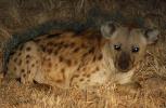 Hyena, Africa, AMCD01_040