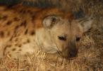 Hyena, Africa, AMCD01_041