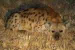 Hyena, Africa, AMCD01_042