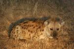 Hyena, Africa, AMCD01_043