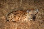 Hyena, Africa, AMCD01_044