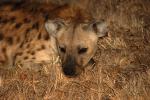 Hyena, Africa, AMCD01_045