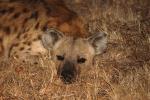 Hyena, Africa, AMCD01_046