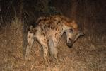Hyena, Africa, AMCD01_048