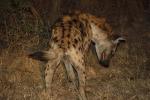 Hyena, Africa, AMCD01_049