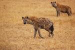 Hyena, Africa, AMCD01_059