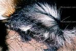 skunk, AMCV01P01_06