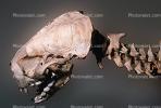Skull, bones, California Sea Otter, AMCV01P01_17.1711