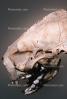 Skull, bones, California Sea Otter, AMCV01P01_17B.1711