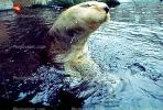 River Otter, AMCV01P02_04