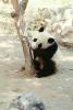 Panda Bear, AMCV01P02_09