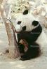 Panda Bear, AMCV01P02_09B