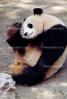Panda Bear, AMCV01P02_11B
