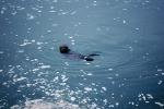 sea otter, Big Sur