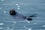 sea otter, Big Sur, AMCV01P03_02B