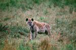 Hyena, AMCV01P03_03