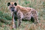 Hyena, AMCV01P03_03B