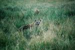 Hyena, AMCV01P03_07