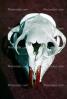Hyena Skull, AMCV01P03_10