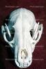 Hyena Skull, AMCV01P03_11