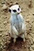 Meerkat (Suricata suricatta), AMCV01P03_17