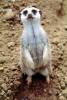Meerkat (Suricata suricatta), AMCV01P03_18