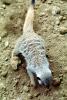 Meerkat (Suricata suricatta), AMCV01P04_01