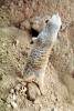 Meerkat (Suricata suricatta), AMCV01P04_03