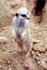 Meerkat (Suricata suricatta), AMCV01P04_05