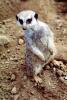 Meerkat (Suricata suricatta), AMCV01P04_07