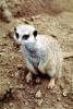Meerkat (Suricata suricatta), AMCV01P04_08