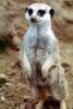 Meerkat (Suricata suricatta), AMCV01P04_09