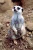 Meerkat (Suricata suricatta), AMCV01P04_10