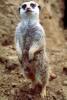 Meerkat (Suricata suricatta), AMCV01P04_11