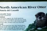 North American River Otter, (Lontra canadensis), Mustelidae, Lutrinae, AMCV01P05_07