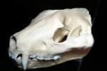 Skull, teeth, fangs