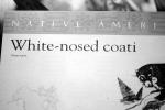 White Nosed Coati, (Nasua narica), AMCV01P06_02