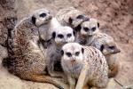 Meerkat Family, AMCV01P06_03