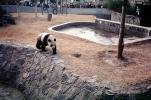 Panda Bear, AMCV01P06_11