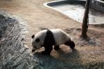 Panda Bear, AMCV01P06_13