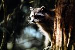 Raccoon, AMCV01P06_17