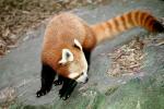 Red Panda, (Ailurus fulgens), Ailuridae, arboreal, AMCV01P07_01