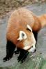 Red Panda, (Ailurus fulgens), Ailuridae, arboreal, AMCV01P07_01B