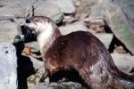 North American River Otter, (Lontra canadensis), Mustelidae, Lutrinae, AMCV01P07_04