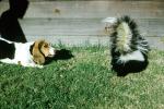 Skunk, Beagle, AMCV01P07_12