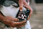 Teeth, Fangs, Wolf and Husky, Wolves, Alaska, AMDV01P02_01