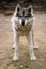 Wolf and Husky, Wolves, Alaska, AMDV01P02_02.0150