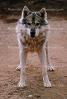 Wolf and Husky, Wolves, Alaska, AMDV01P02_02.1711